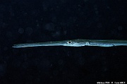 Fistularia-commersonii-Maldives Hoholha Thila-3m-20240424-da-DSC_6546_tn